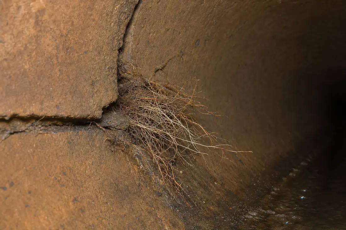 Racines ayant pénétré par le joint d'une canalisation fissurée, formant un filet qui obstrue le passage de l'eau